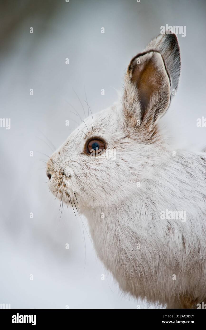 Portrait von Snowshoe hare. Stockfoto