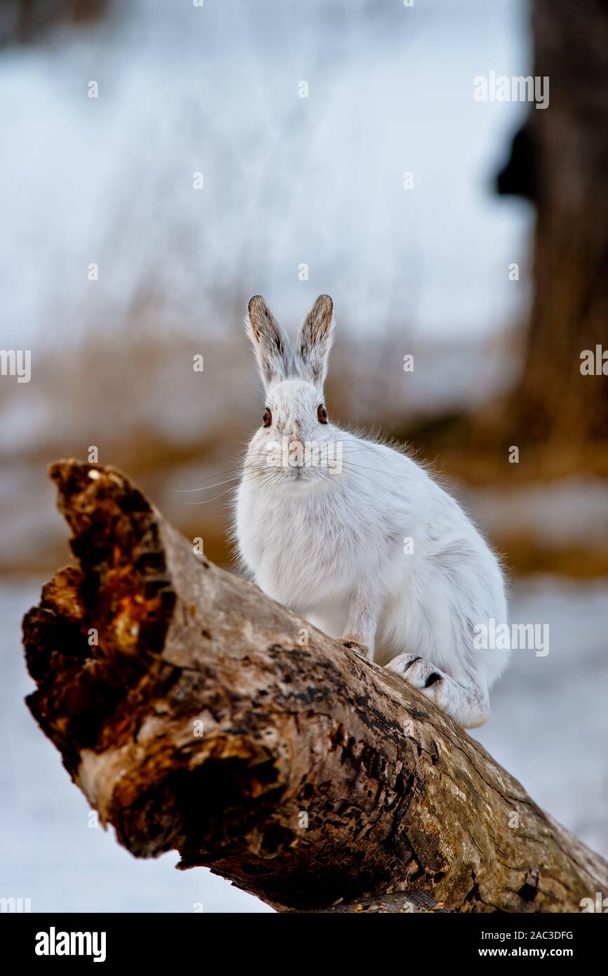 Eine weiße Snowshoe Hare stehend auf einem gebrochenen anmelden. Stockfoto