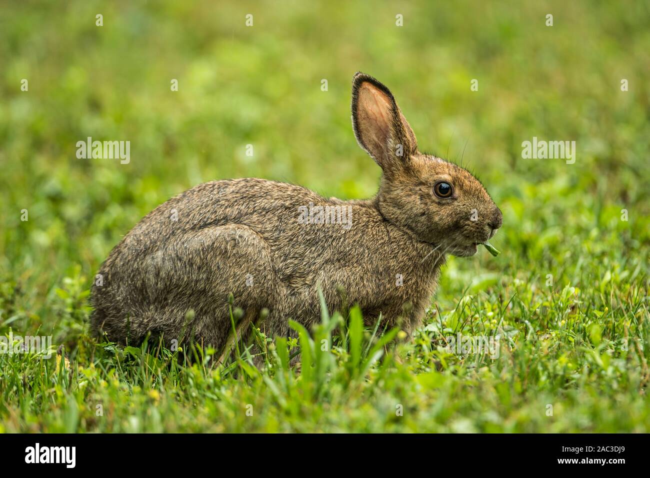 Ein Snowshoe Hare in Es ist Sommer Färbung auf grünem Gras. Stockfoto