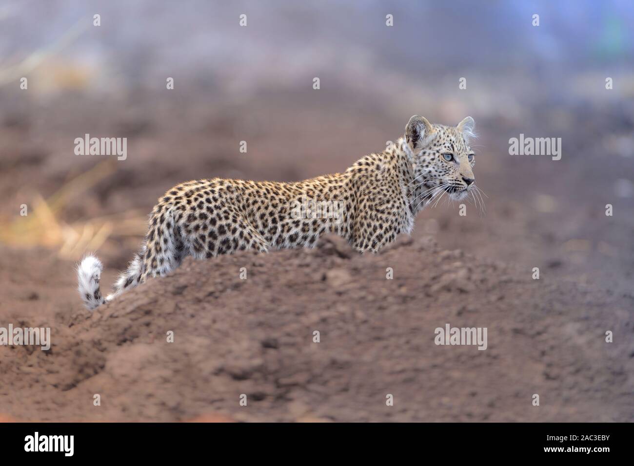 Baby Leopard Portrait Mit Blauen Augen Stockfotografie Alamy