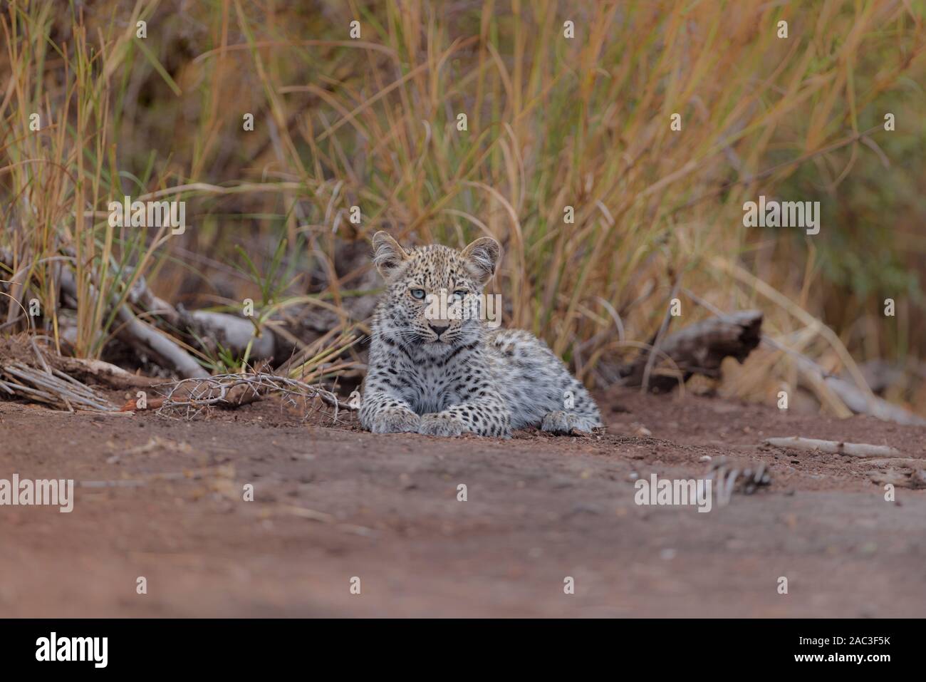 Baby leopard Portrait mit blauen Augen Stockfoto