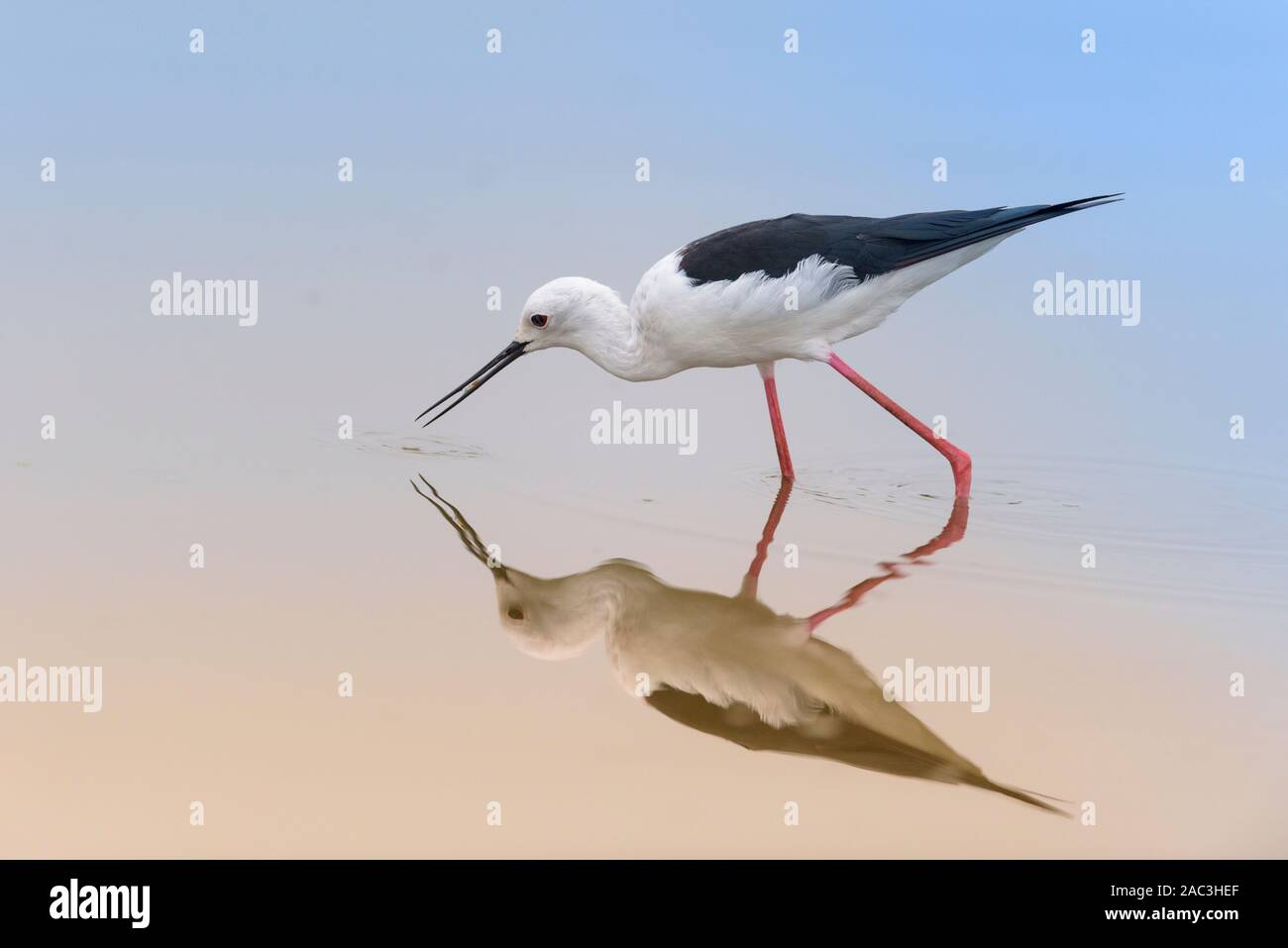 Schwarz geflügelte Stelzenläufer angeln Stockfoto