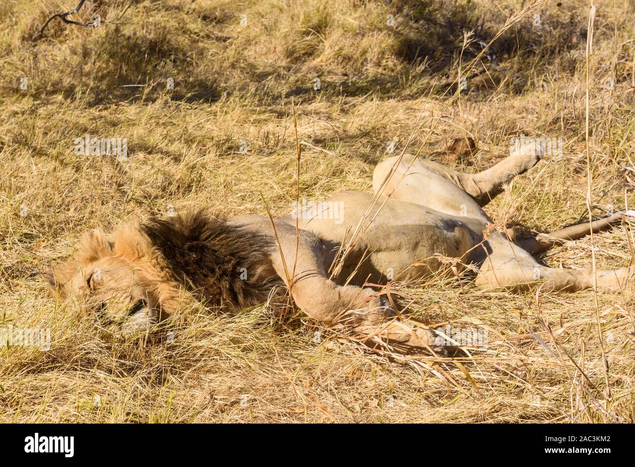 Männlicher Löwe, Panthera leo, der während der Hitze des Tages ruht, Khwai Private Reserve, Okavango Delta, Botswana Stockfoto