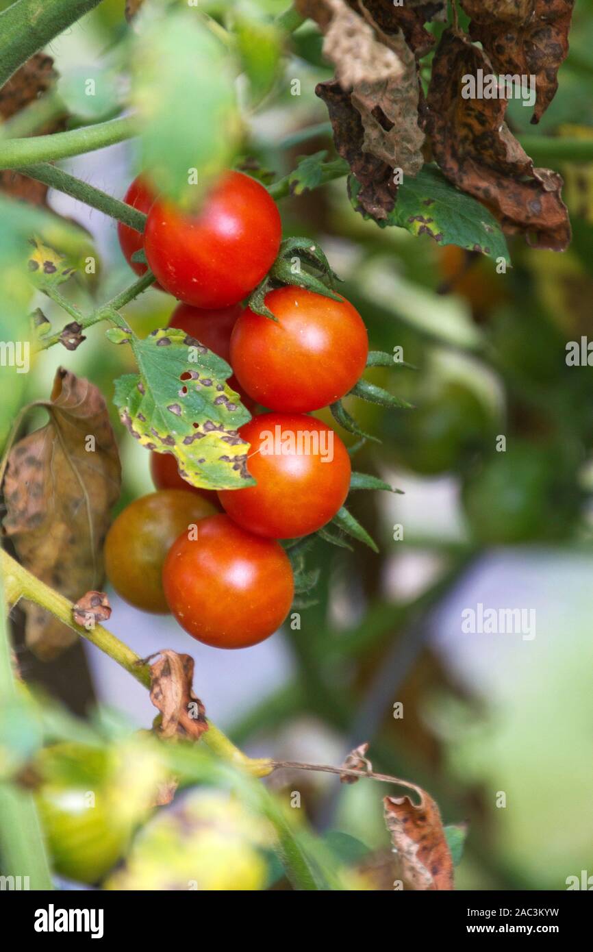 Nahaufnahme eines reifen Cluster Cherry Tomaten im Spätsommer mit der Pilz auf den Blättern Stockfoto