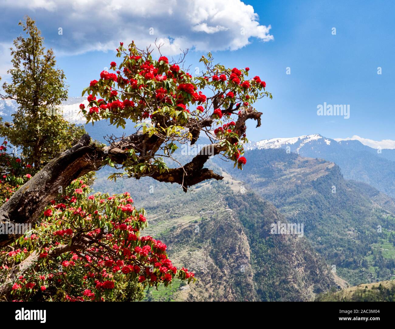 Spektakuläre rote Blumen Baum Rhododendron arboreum (R.) über dem Saryu Tal in Uttarakhand Himalaya Indien - der Staat Blume des Uttarakhand Stockfoto