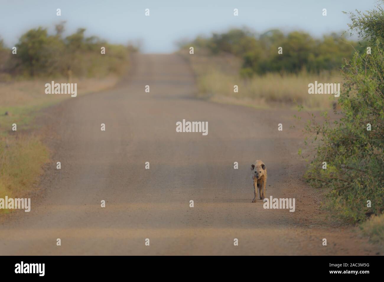 Hyäne in der Savanne Stockfoto