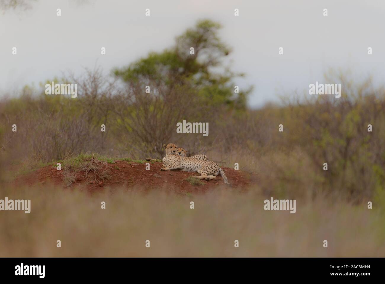 Gepard in der Wildnis Stockfoto