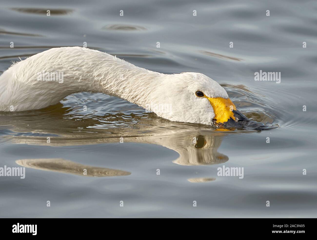 Bewick's oder Tundra Swan skimming Oberfläche Wasser eines Sees in Slimbridge in Gloucestershire, Großbritannien Stockfoto