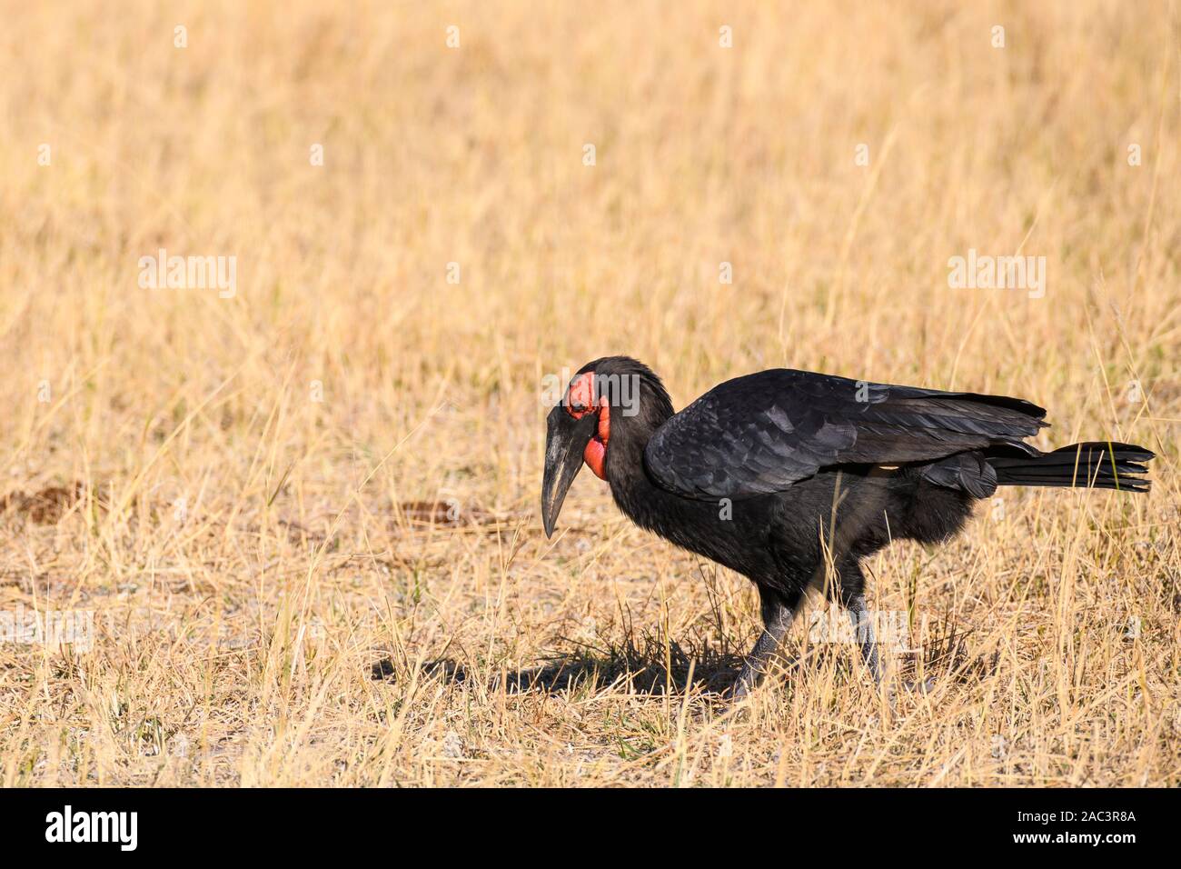 Southern Ground Hornbill, Bucorvus leadbeateri, Khwai Private Reserve, Okavango Delta, Botswana. Auch bekannt als Bucorvus Cafer Stockfoto
