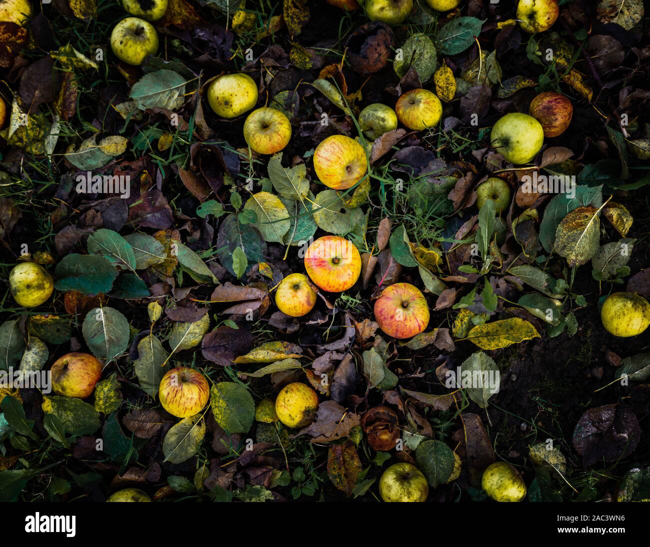 Gefallenen Äpfel auf dem Boden Stockfoto