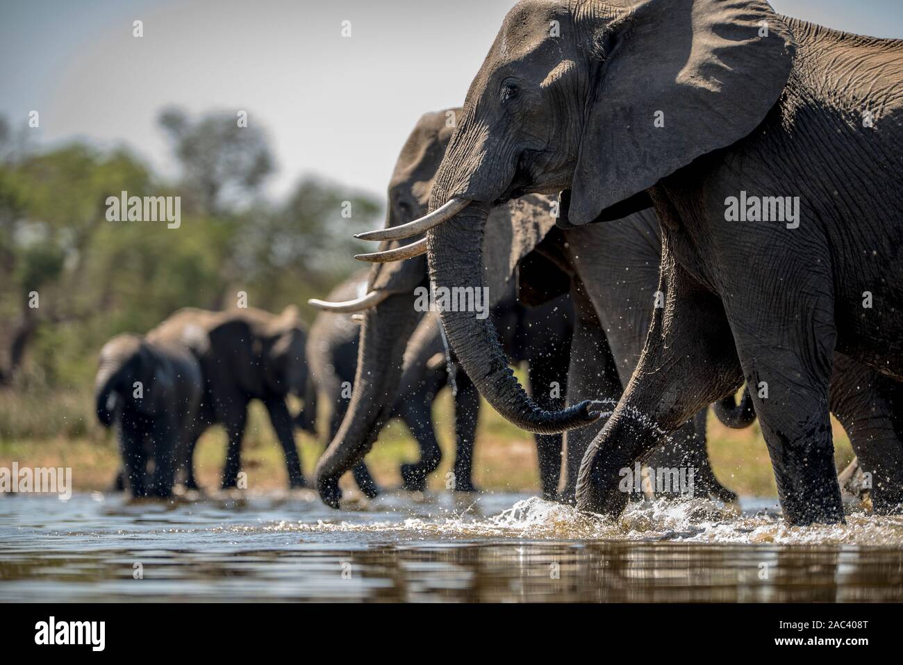 Elefantenherde sammeln Elefanten Afrikanischer Elefant Stockfoto