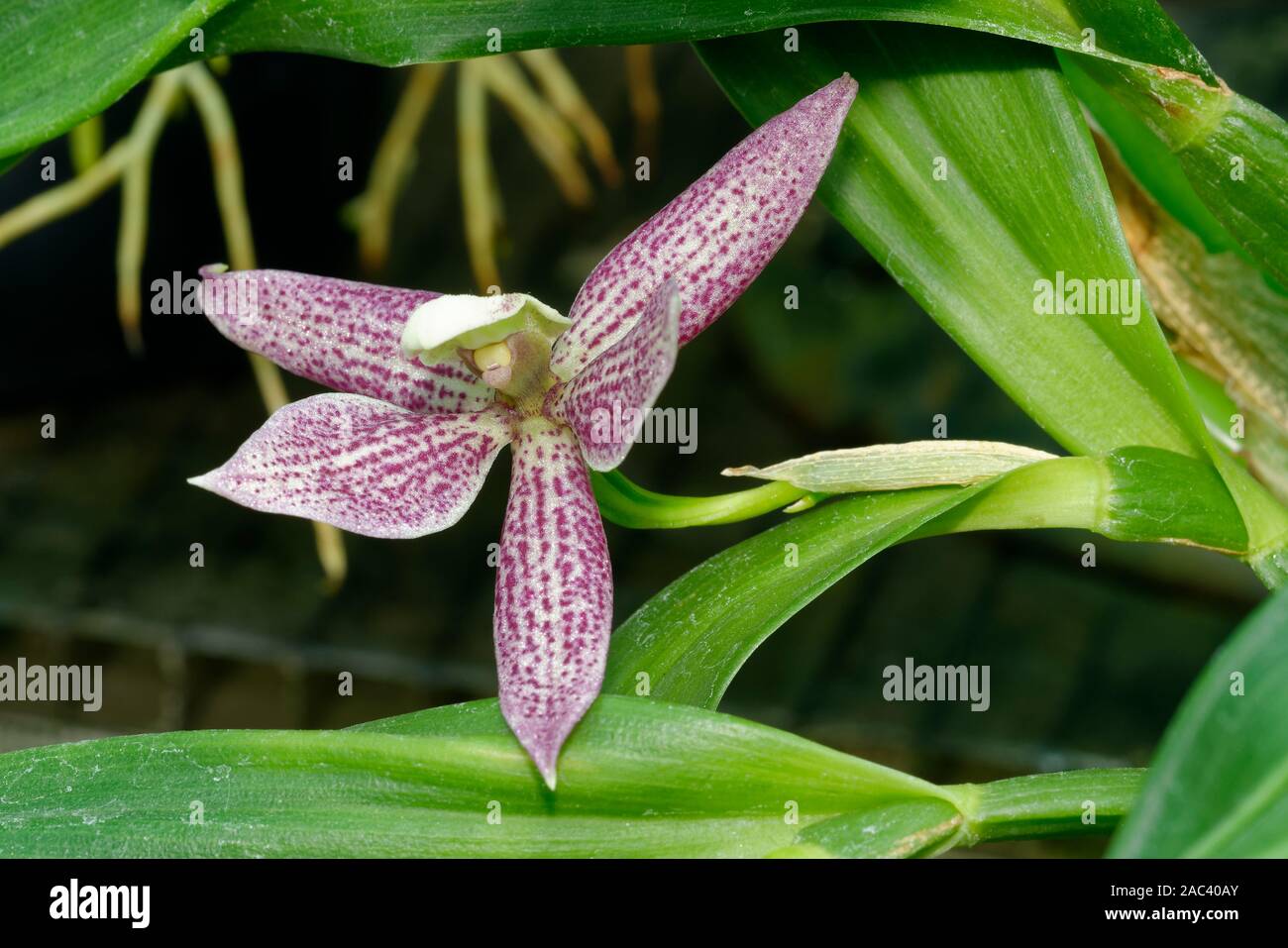 Garcias Prostechea Orchidee - Prosthechea Garciana von Nebelwäldern Venezuelas Stockfoto