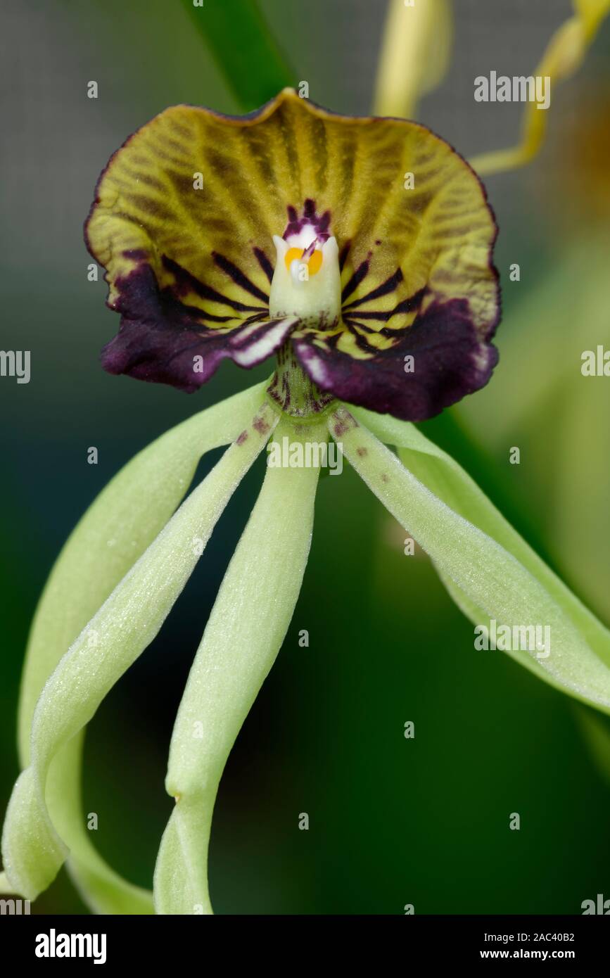 Cockleshell Orchidee - Prosthechea cochleata aus Mittelamerika Stockfoto