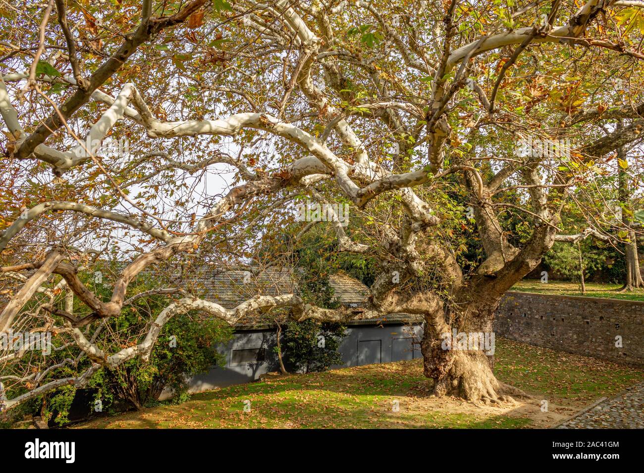 Platanus oder Platane. Herbst in der Natur, Laub von den vergilbten Baum Stockfoto
