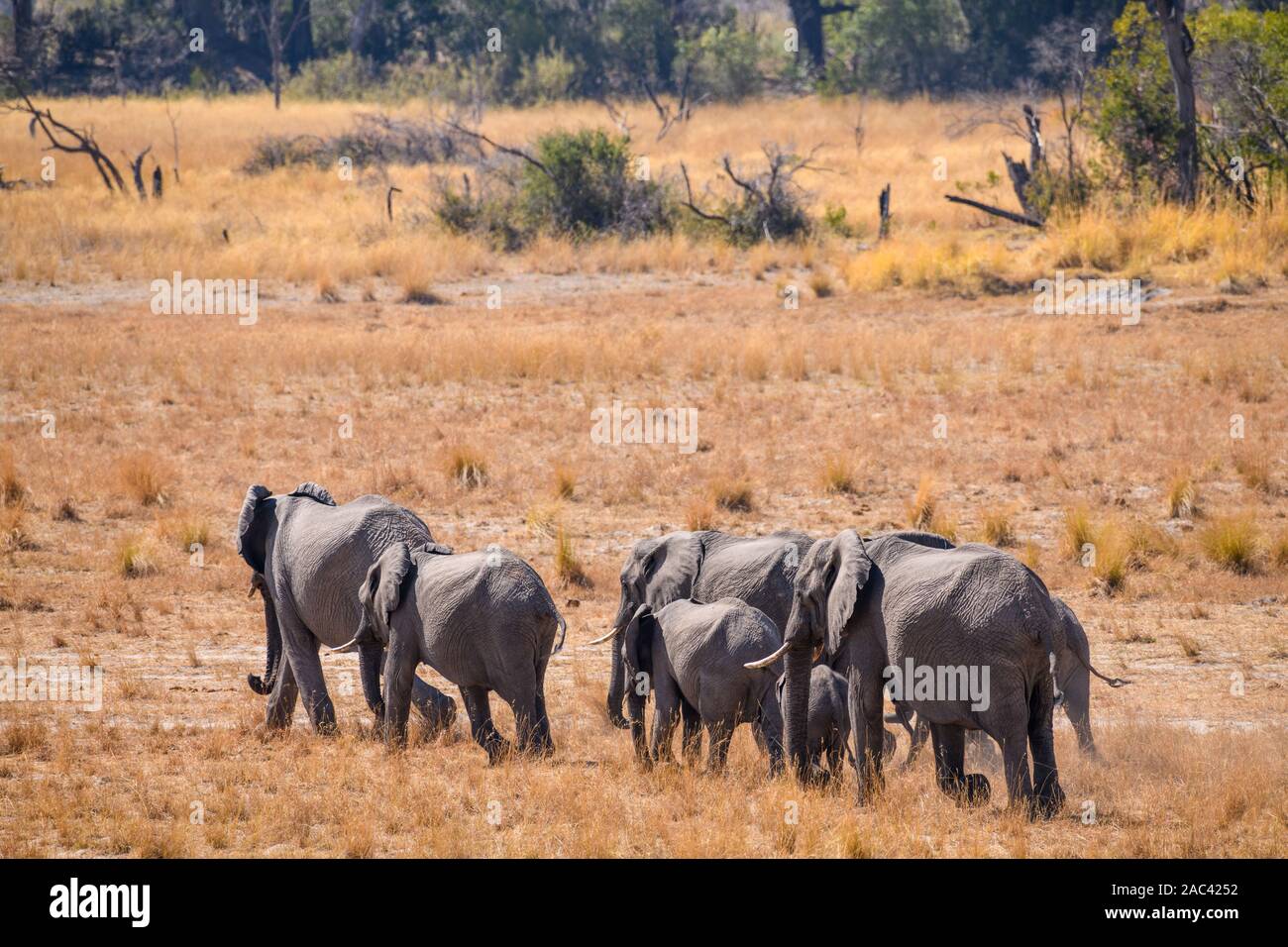 Afrikanischer Elefant, Loxodonta africana, Macatoo, Okavango-Delta, Botswana Stockfoto
