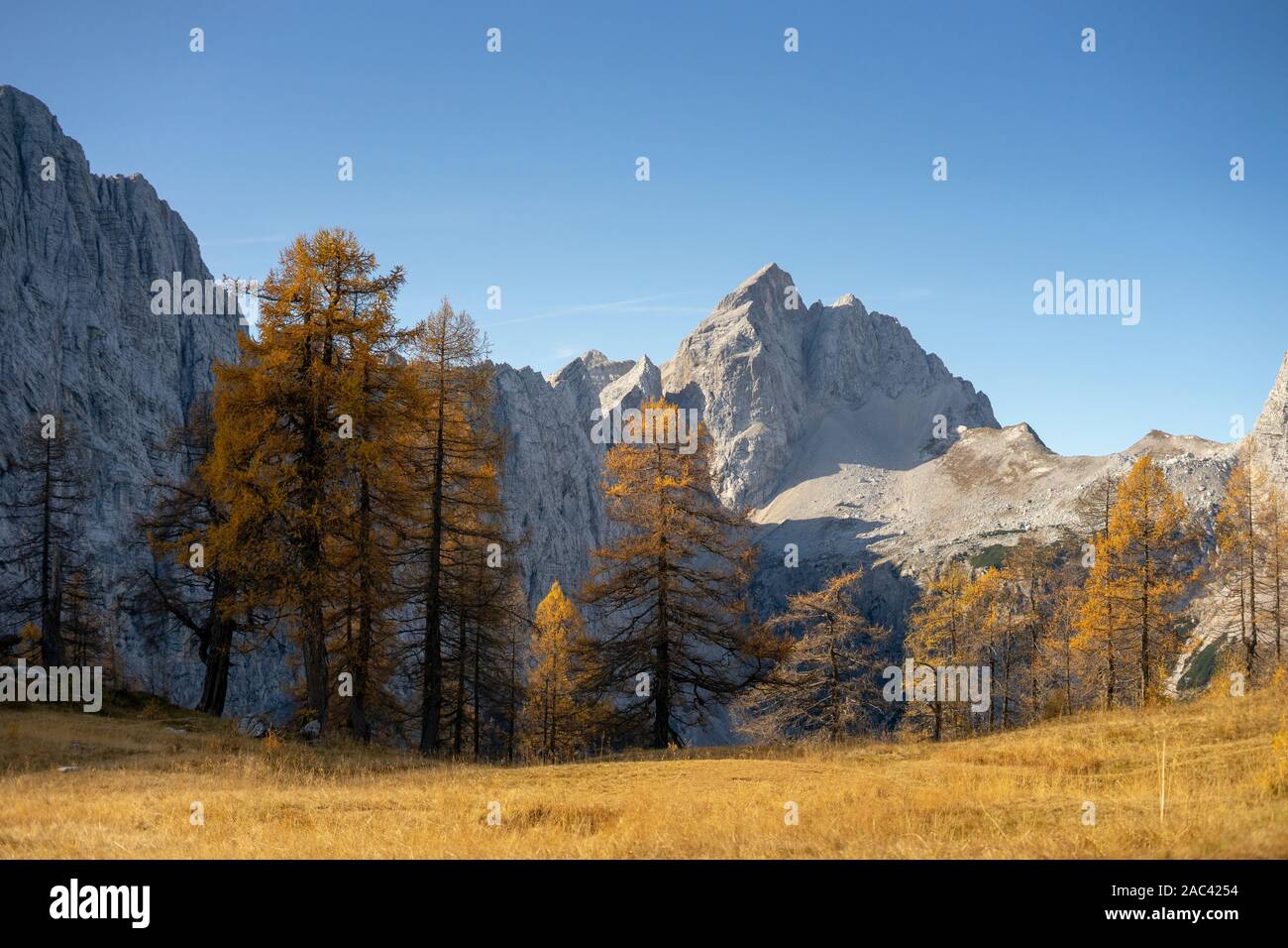 Gelbe Lärchen in den Bergen Stockfoto