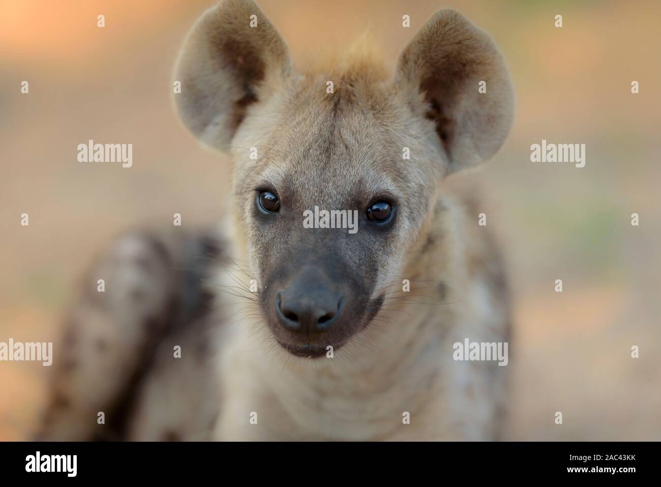 Hyäne Portrait in der Wildnis, Hyäne cub, beste Hyäne Stockfoto