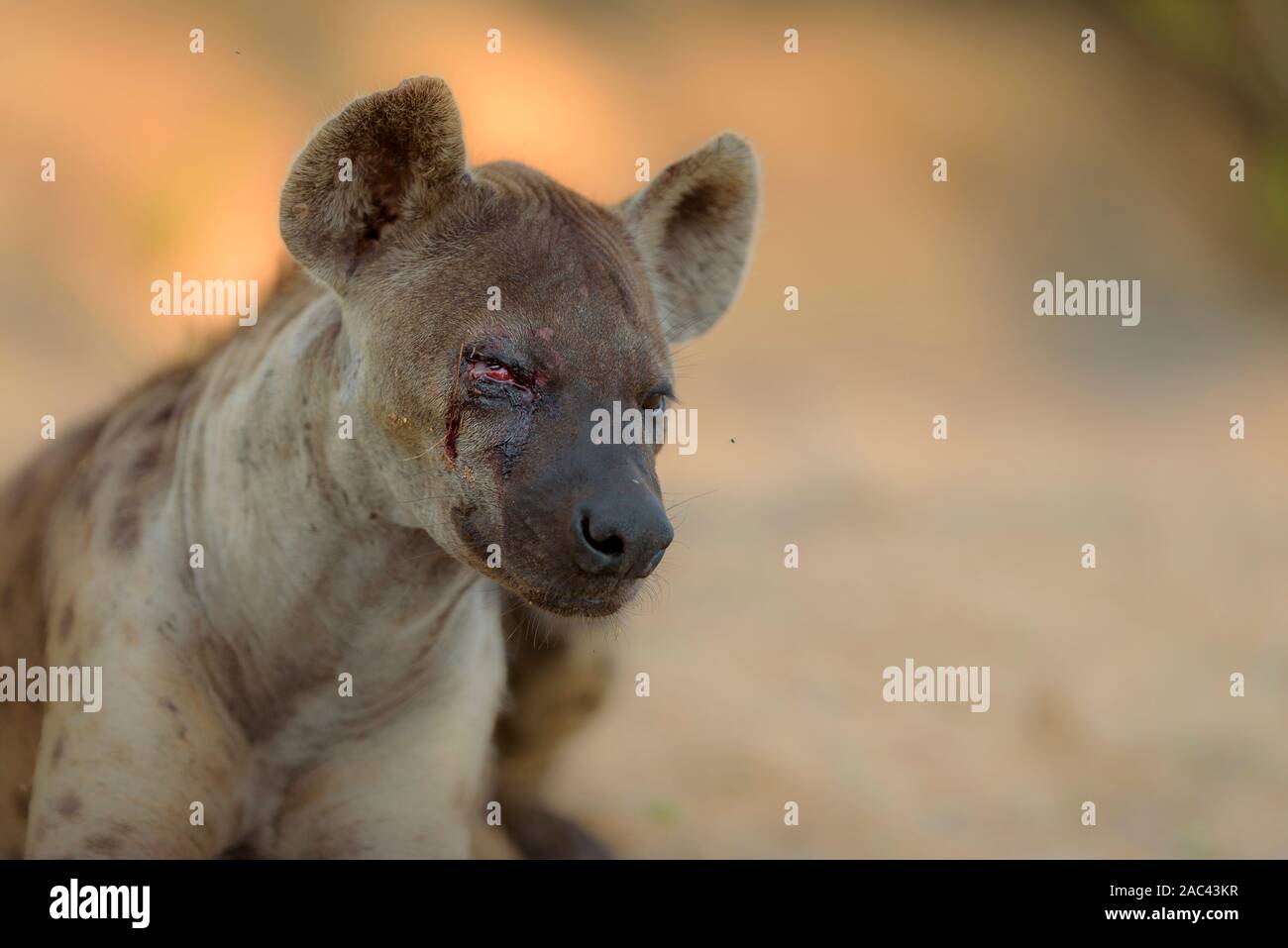 Hyäne Portrait in der Wildnis, Hyäne cub, beste Hyäne Stockfoto