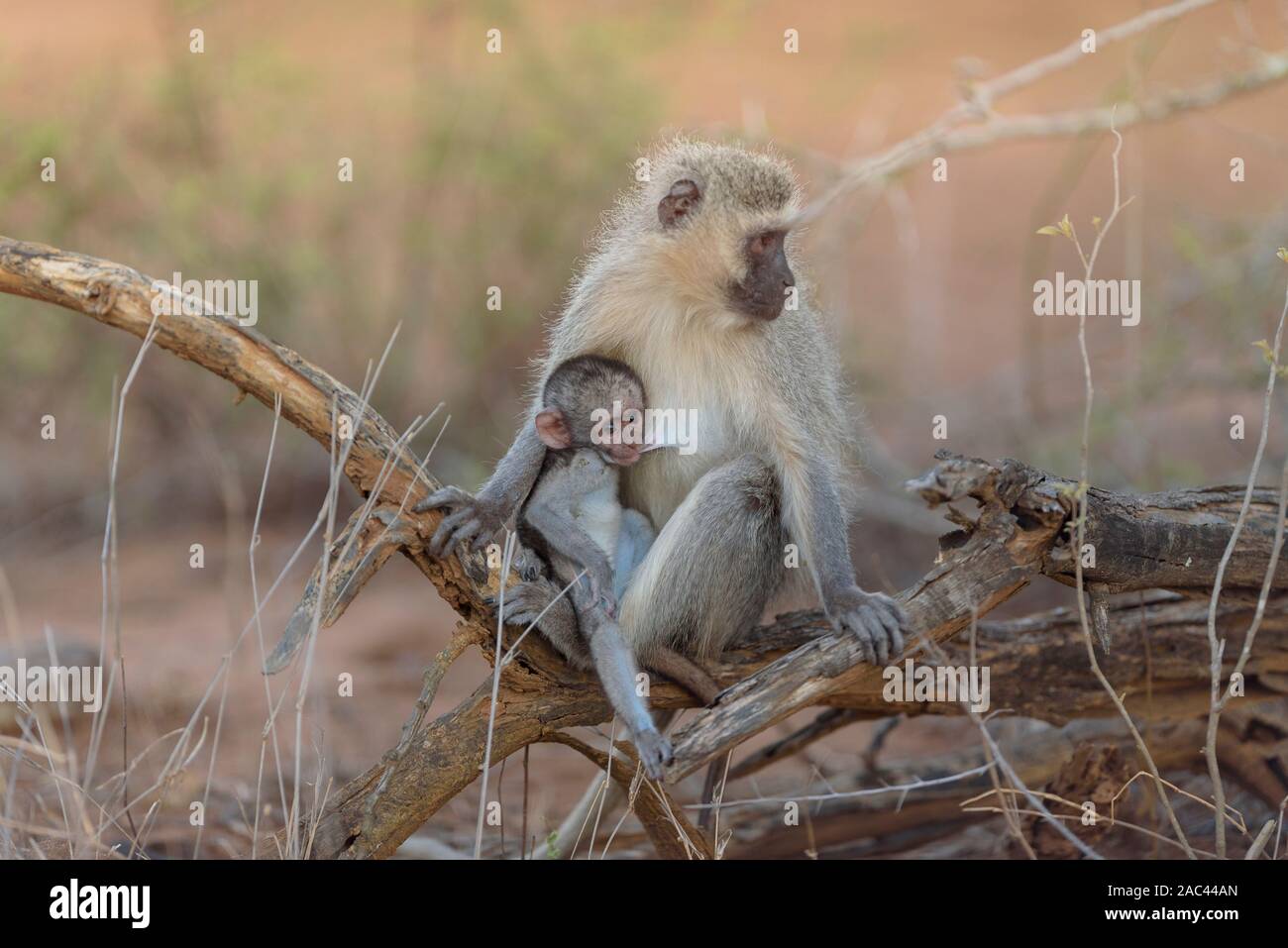 Meerkatze Baby mit Mama Afrika Affe Stockfoto