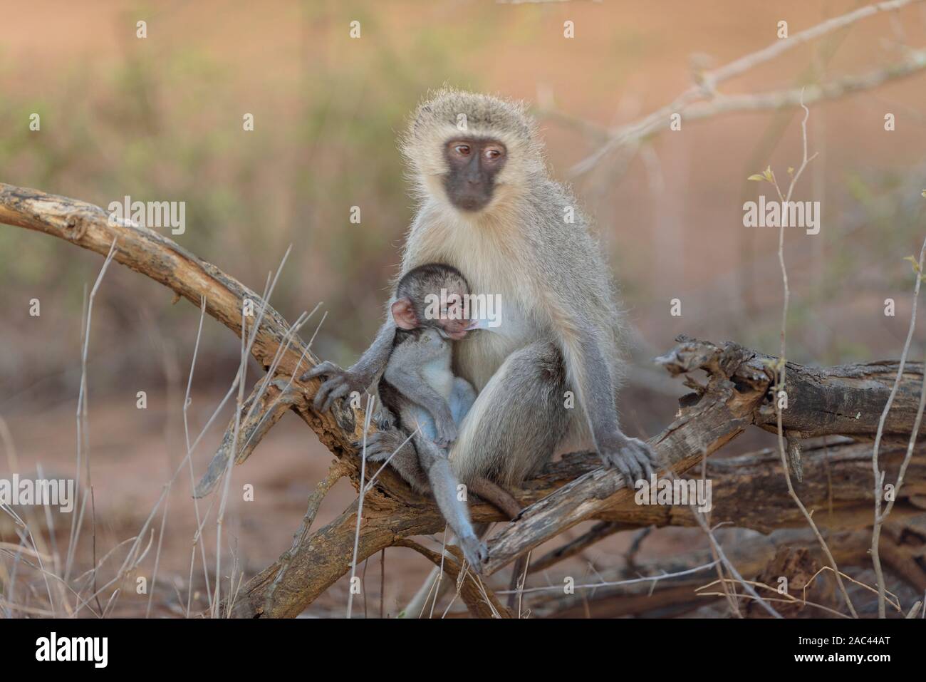 Meerkatze Baby mit Mama Afrika Affe Stockfoto