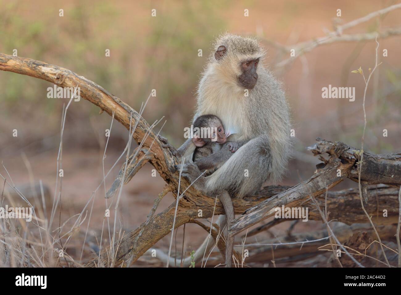 Meerkatze Baby mit Mama Afrika Affe Stockfoto