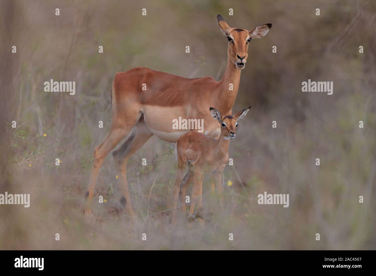 Baby impala Kalb und Mom Stockfoto