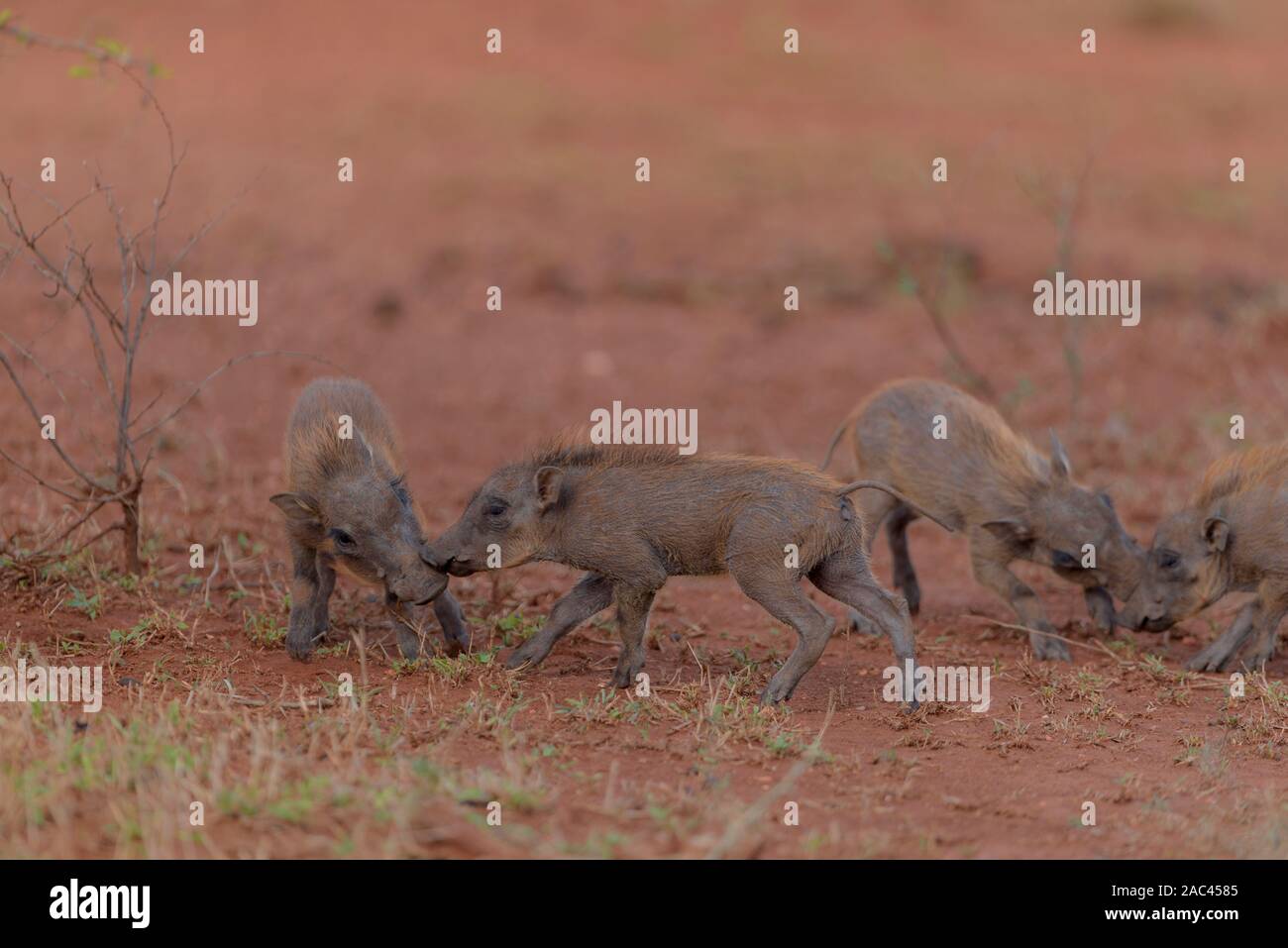 Warzenschwein und Warzenschwein Ferkel Stockfoto