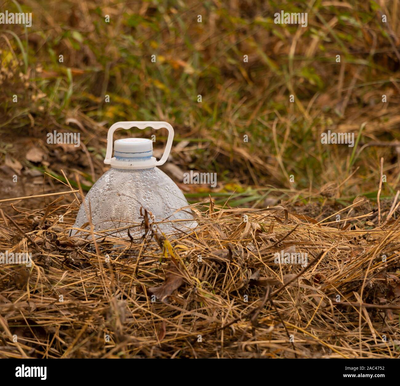 Plastikflasche als Winterschutz für Stecklinge verwendet. Stockfoto