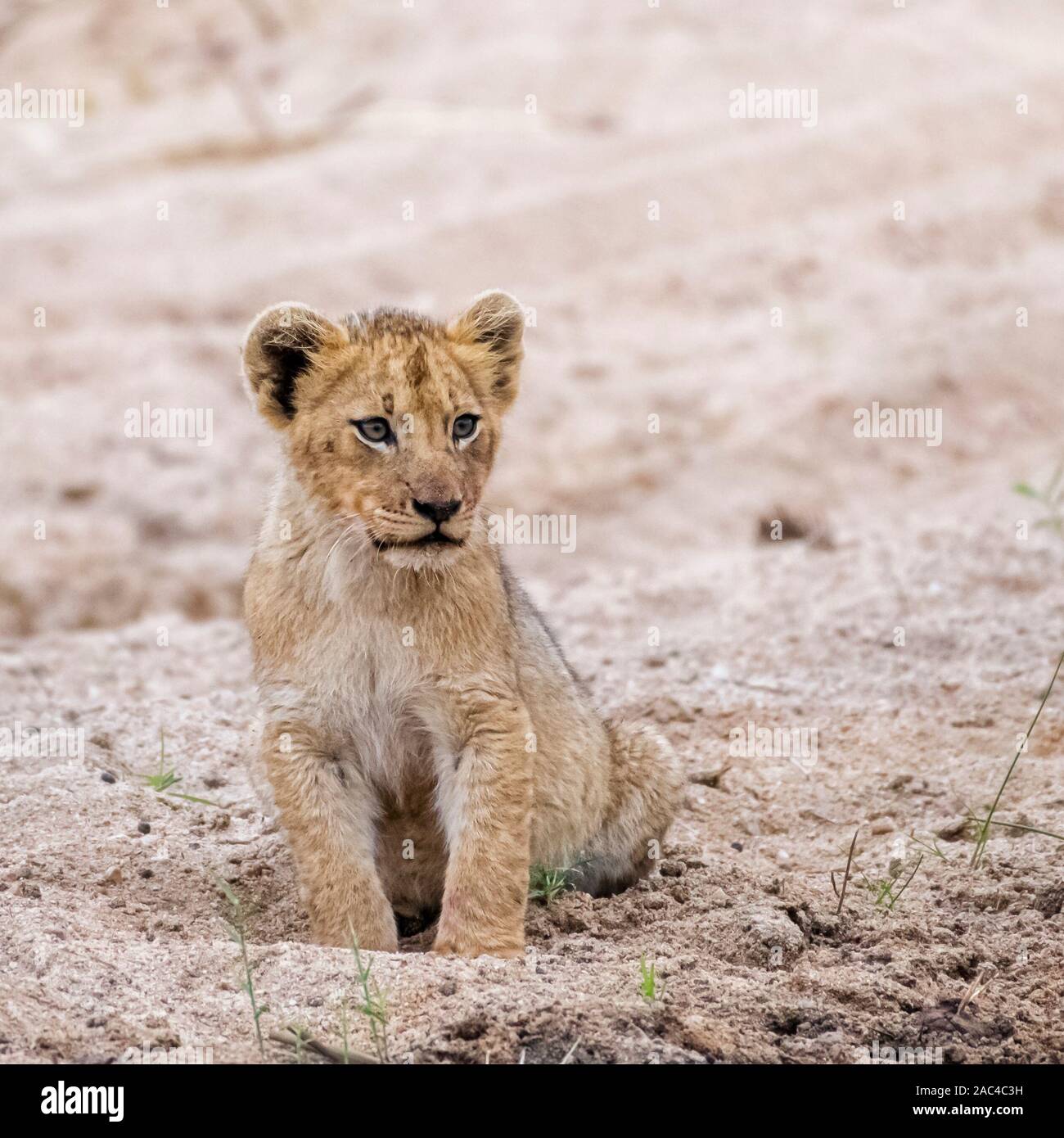 Adorable Lion Cub sitzen im Sand von einem Flussbett in Südafrika Stockfoto