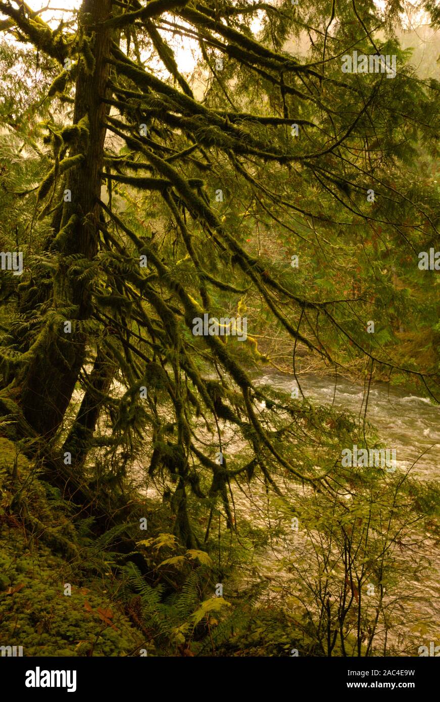 Mossy Trees an der Chilliwack Lake Road in Chilliwack, British Columbia, Kanada Stockfoto