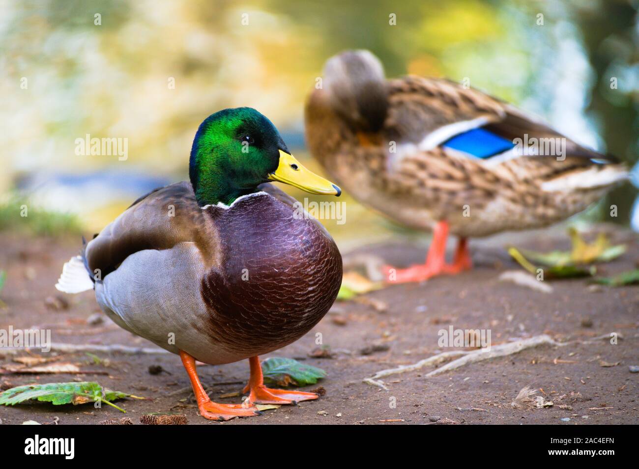 Mallard-Entenpaar im Alderwood Park in Surrey, British Columbia, Kanada Stockfoto