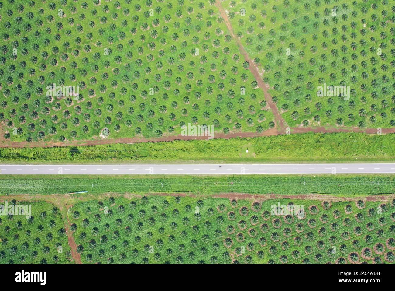 Luftaufnahme von palmölplantage und Wiederbepflanzung Aktivitäten für eine nachhaltige Umwelt. Stockfoto