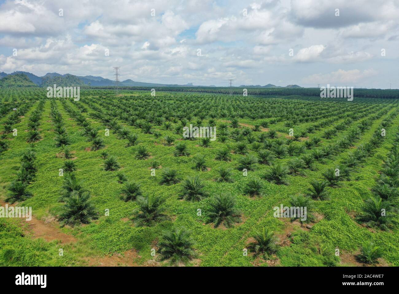 Luftaufnahme von palmölplantage und Wiederbepflanzung Aktivitäten für eine nachhaltige Umwelt. Stockfoto