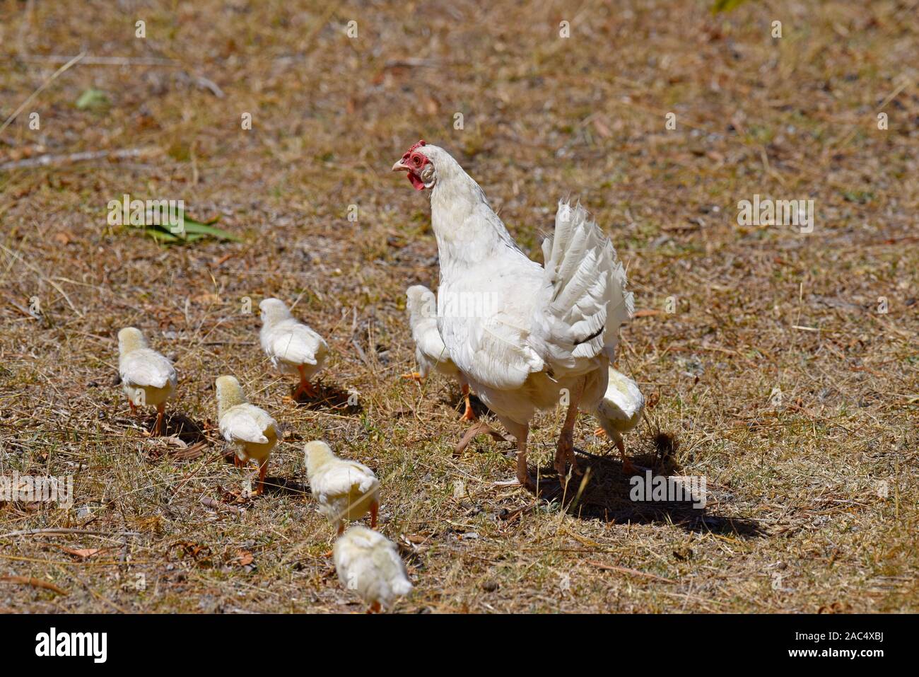 Weiße Leghorn Huhn mit Küken auf Bauernhof in Emmaville im Norden von New South Wales, Australien Stockfoto