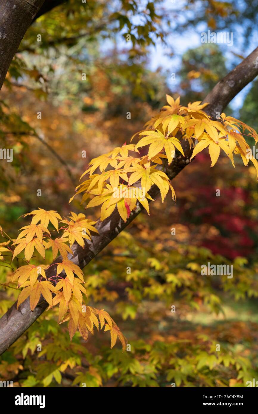 Acer palmatum Subspezies. "Amoenum'. Japanischer Ahorn 'Amoenum 'Baum Blätter im Herbst Stockfoto