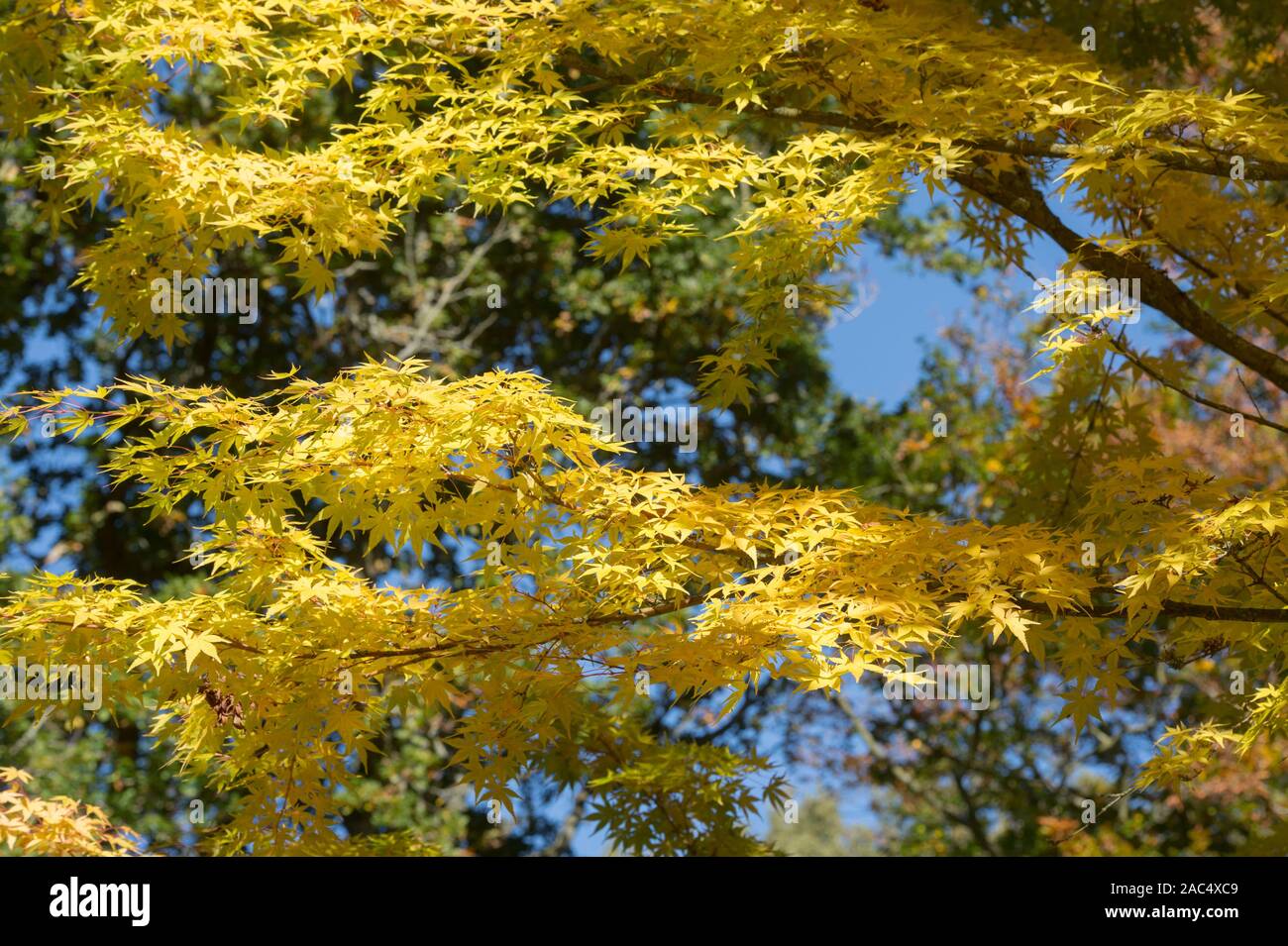 Acer palmatum 'Eddisbury'. Coral Rinde Maple" Eddisbury" Laub im Herbst Stockfoto