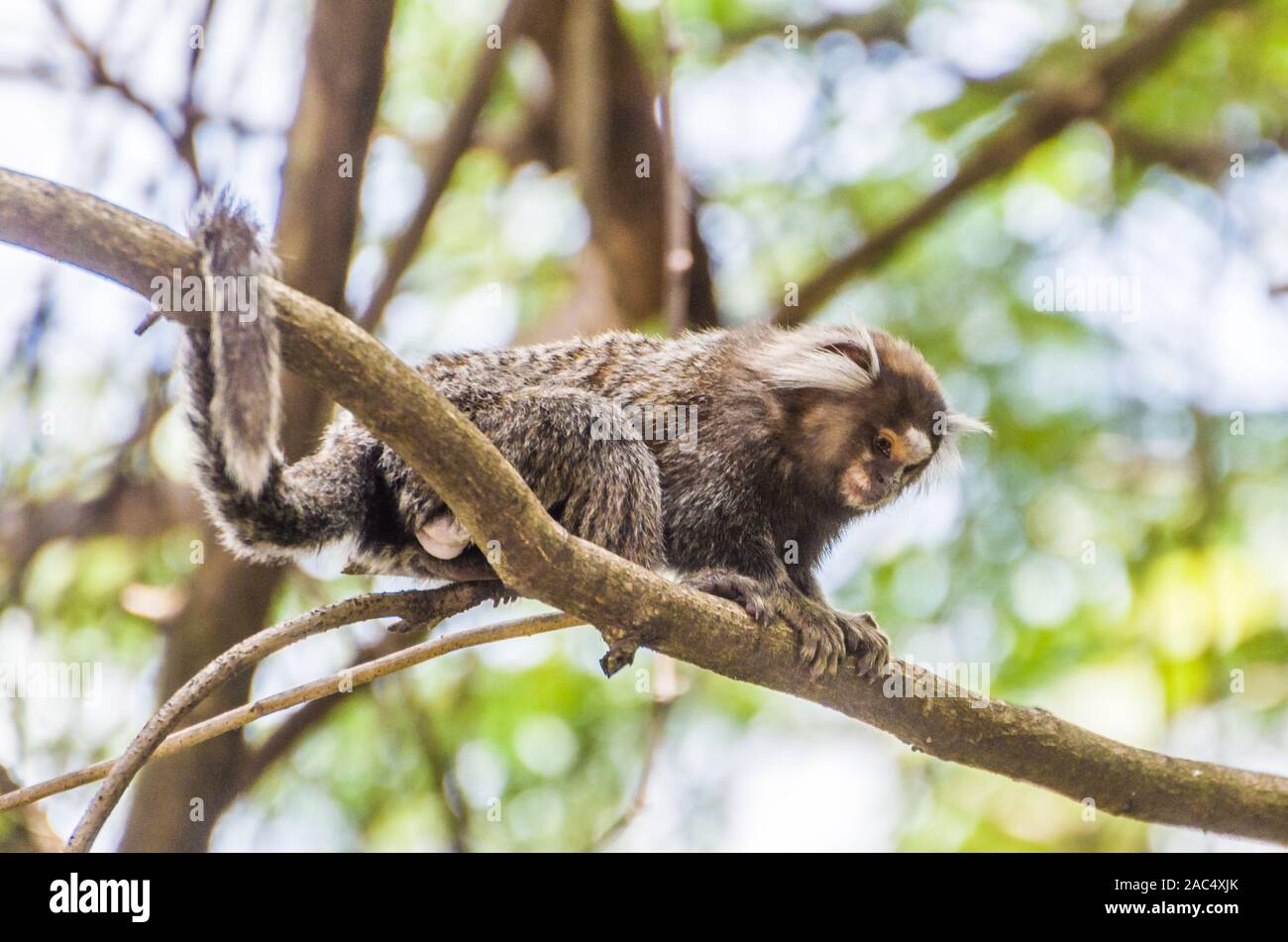 Schöne marmosetten Affen (Callithrix jaccus geführt) in großen Mengen in der Stadt Salvador in Brasilien gefunden Stockfoto