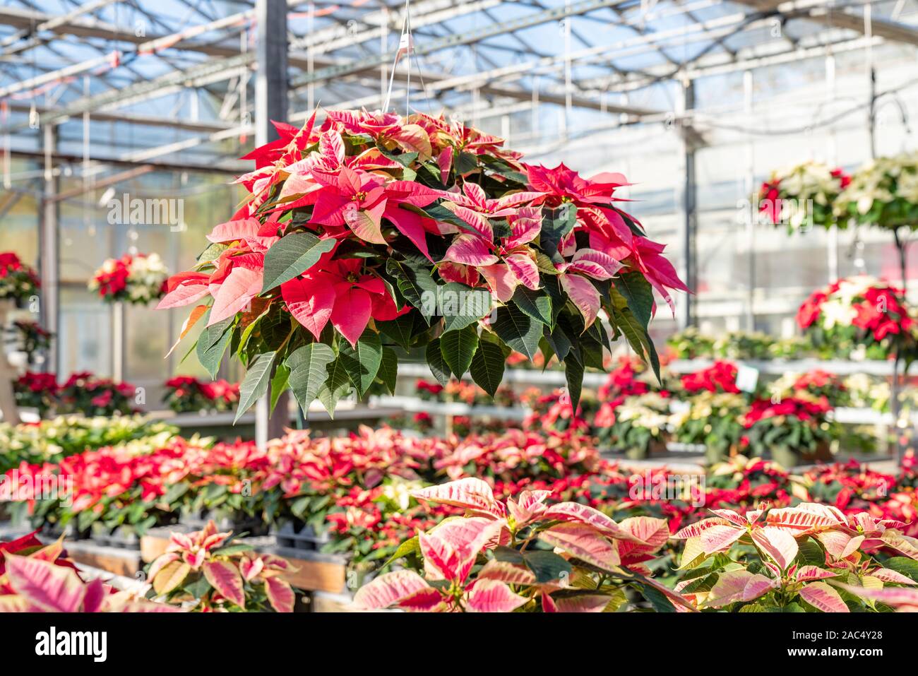 Hängenden Korb voll der schönen roten und weißen Weihnachten Weihnachtsstern Pflanzen bereit, die für die Feiertage. Stockfoto