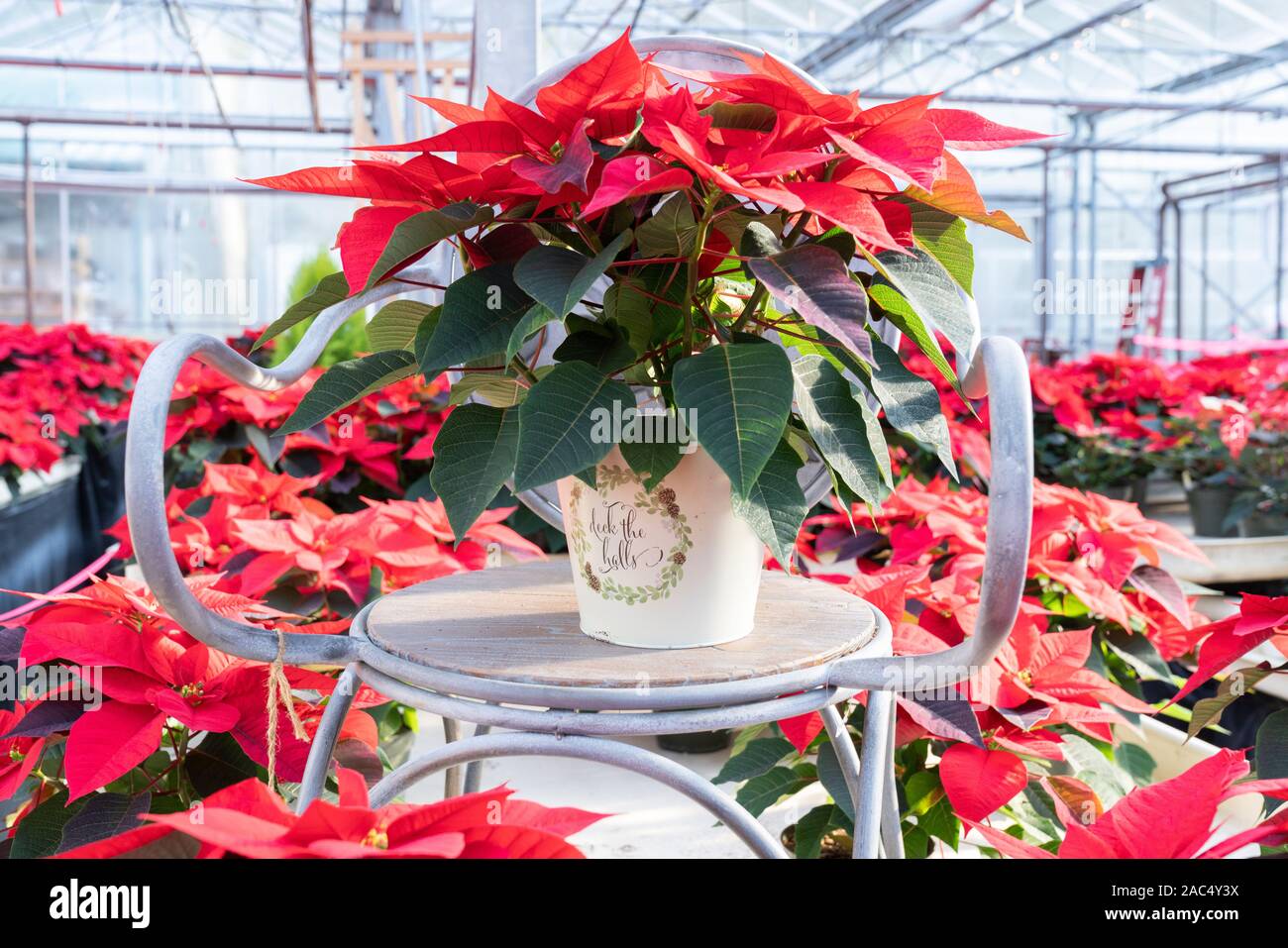 Helles Rot Weihnachtsstern Werk innerhalb eines Weihnachten dekorativen Topf bereit für die Feiertage. Stockfoto