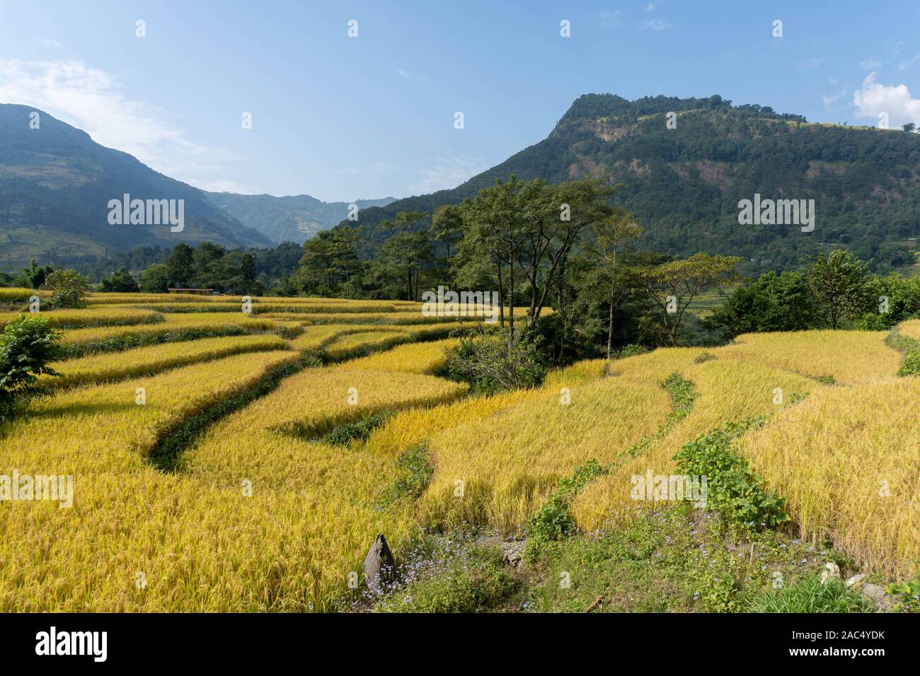 Ein Feldbau, der über Terrassen im Flachland Nepals wächst Stockfoto