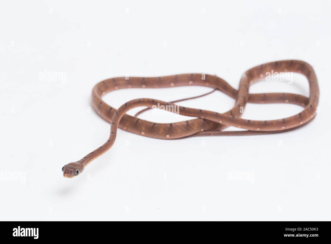 Boiga drapiezii, die gemeinhin als die weiss gefleckten Katze snake genannt, ist eine Pflanzenart aus der Gattung der langen und schlanken hinteren-fanged colubrid auf weißem Hintergrund Stockfoto