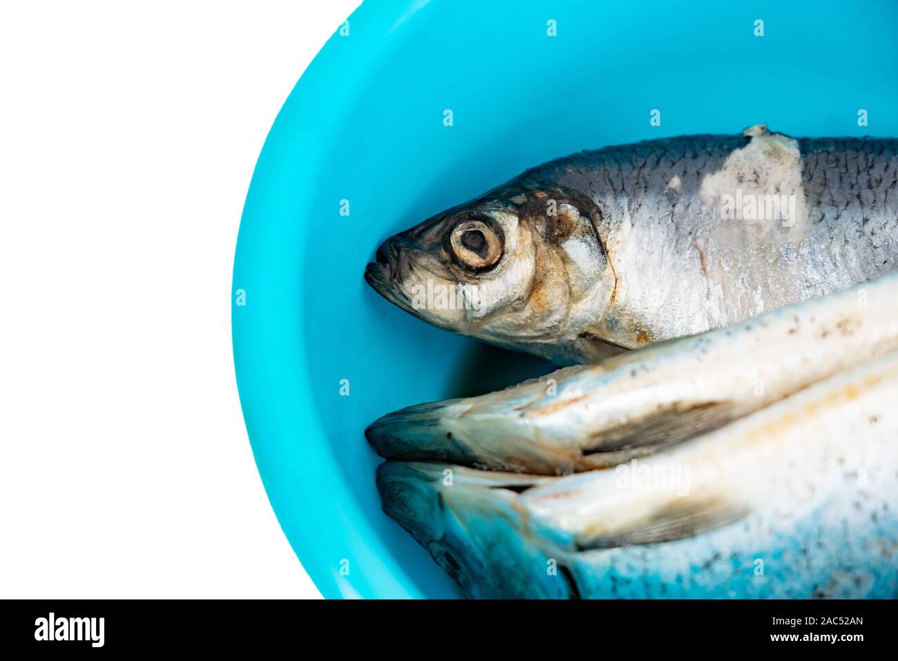 Raw abgetaut Fisch in einem blauen Becken auf weißem Hintergrund Stockfoto