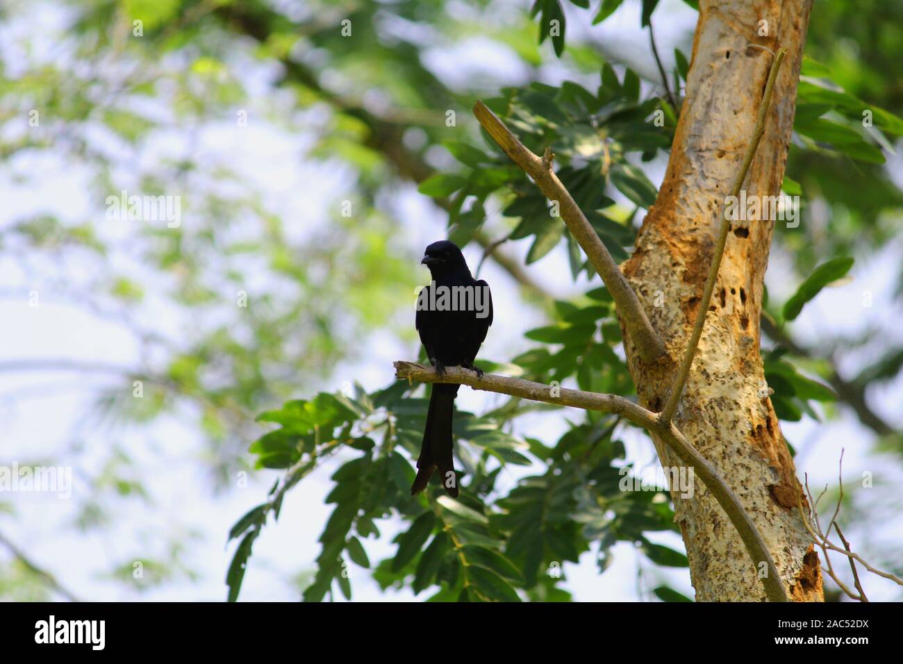 Schwarz Drongo Vogel auf einem Zweig Stockfoto