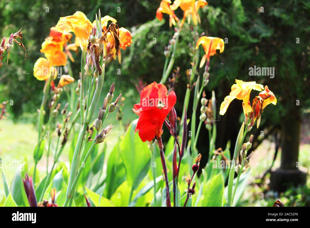 Multi Color König Humbert Canna Blume Stockfoto
