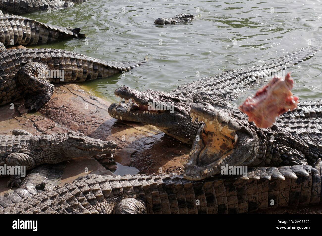 Füttern Krokodile auf einer Krokodilfarm. Krokodile im Teich. Crocodile Farm. Anbau von Krokodilen. Krokodil scharfe Zähne. Das Fleisch fliegt in Stockfoto