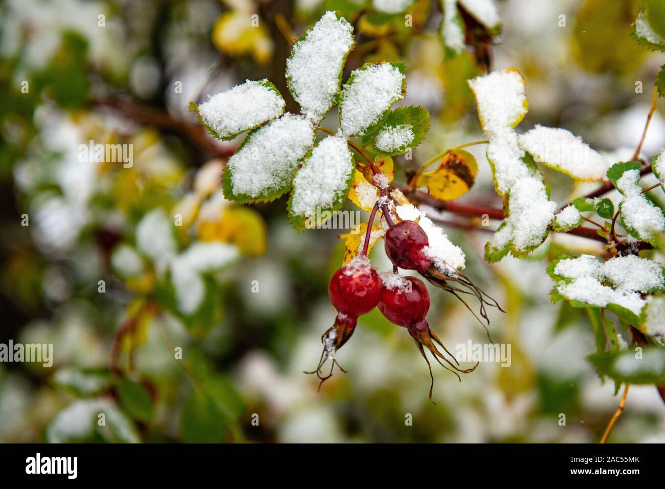 Unerwarteten Schneefall im Herbst. Hagebutten Bush mit Beeren und grüne Blätter mit Schnee bedeckt. Snowy Blätter im Winter Stockfoto