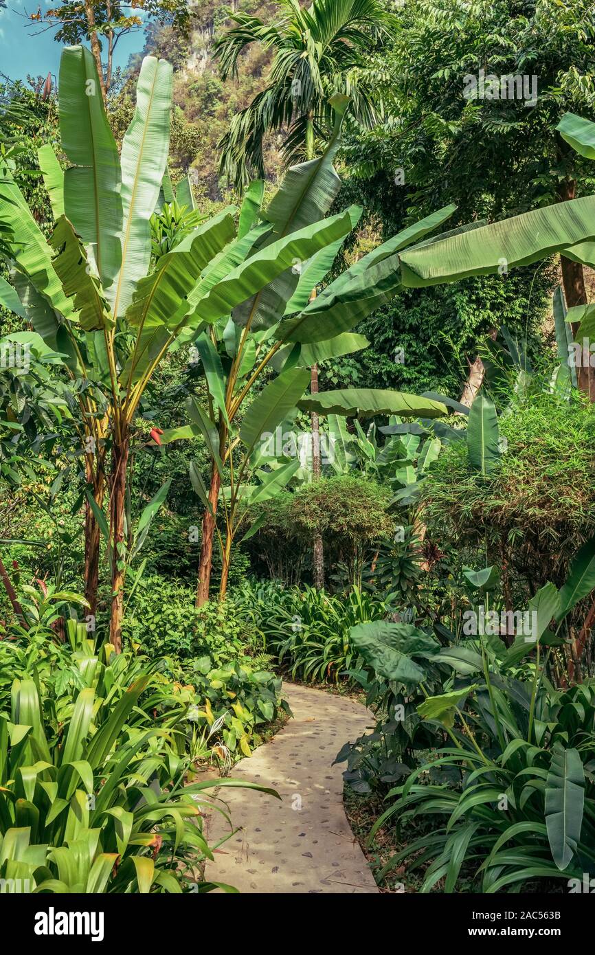 Schmalen Fußweg über die üppigen tropischen Urwald Wald mit Palmen, Bananenstauden Stockfoto