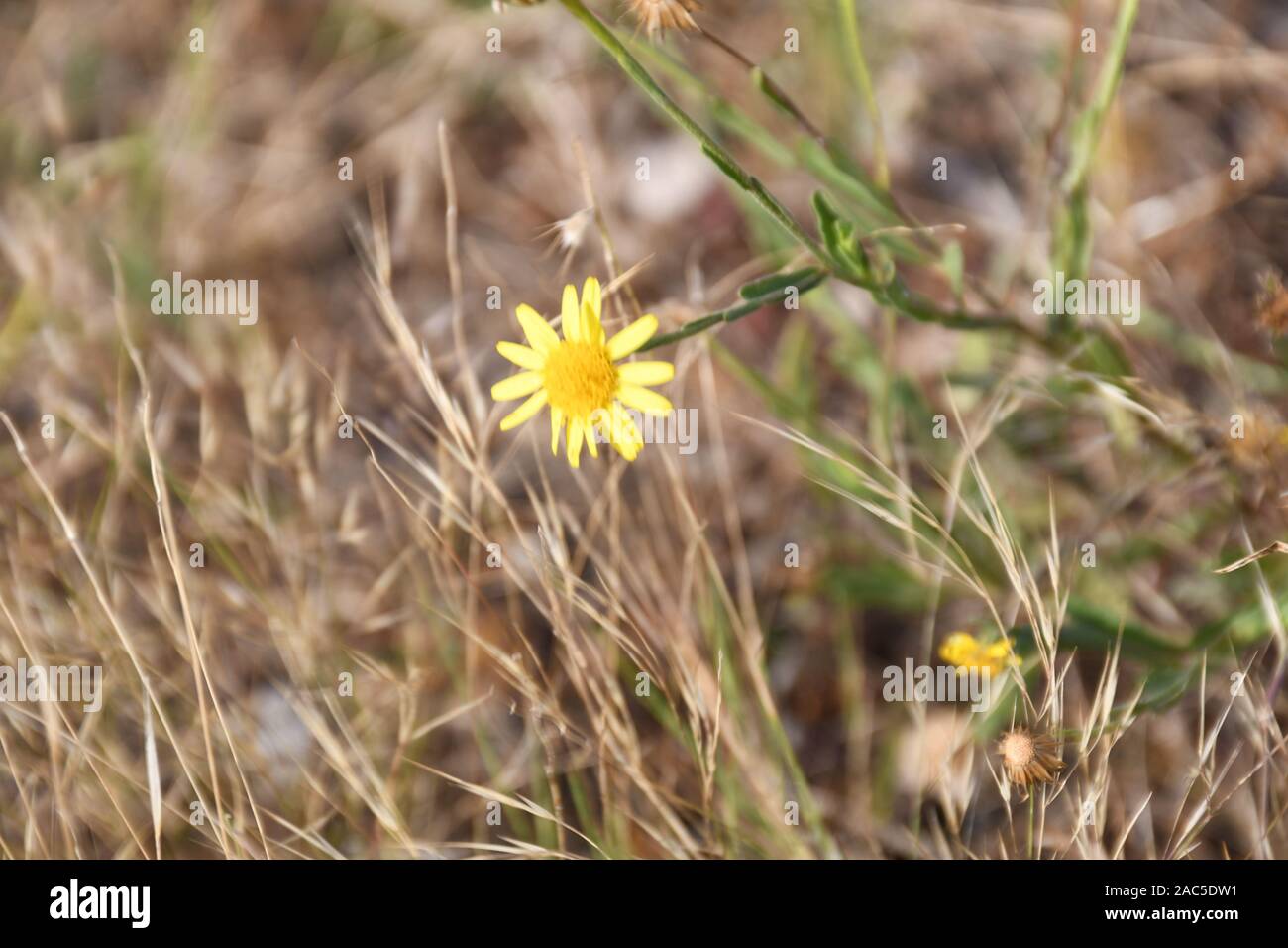 Gelbe Blume für Hintergrund und braunem Gras seine Verwendung für Hintergrund und Natur Geschenk, kleine gelbe Blume. Stockfoto