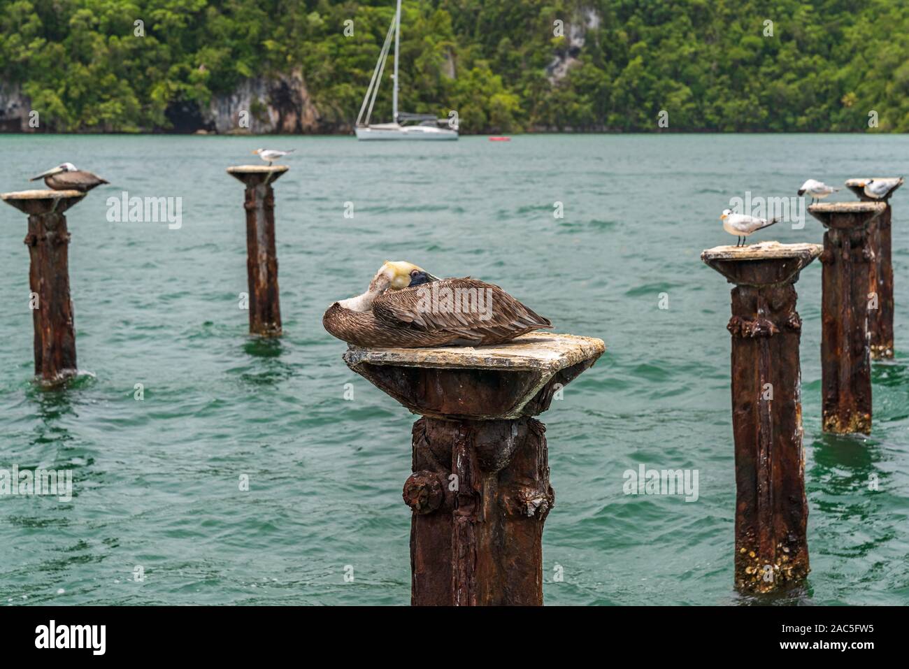 Los Haitises National Park mit dem Spitznamen der Karibik Halong Bucht. bunten tropischen Vögeln und Seekühe. Die Küste ist übersät mit kleinen Inseln, wo Stockfoto