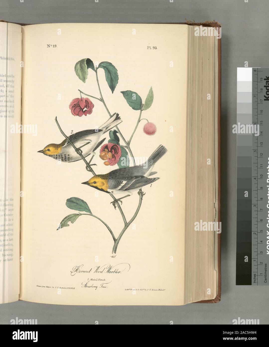 Einsiedler Wood-Warbler 1 Männlich 2 Weiblich (Erdbeerbaum) Sylvicola occidentalisHermit Wood-Warbler. 1. Männlich. 2. Frau. (Erdbeerbaum). Stockfoto